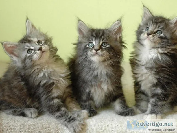 Maine Coon Kittens Get up to 25% Discount For Kittens