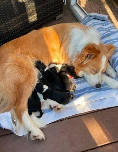 KC Registered Border Collie Puppies for Sale