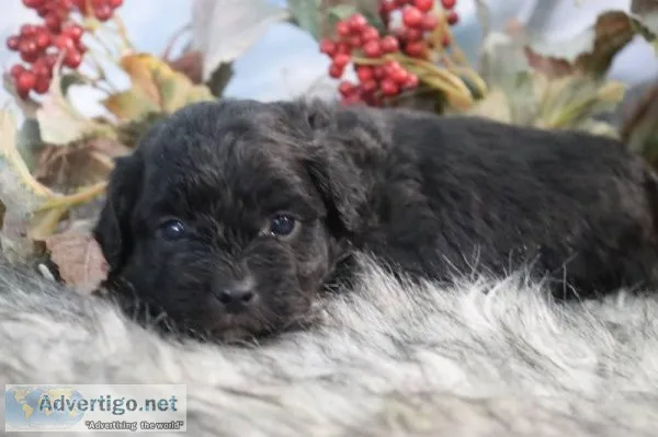 Tundra male Shihpoo