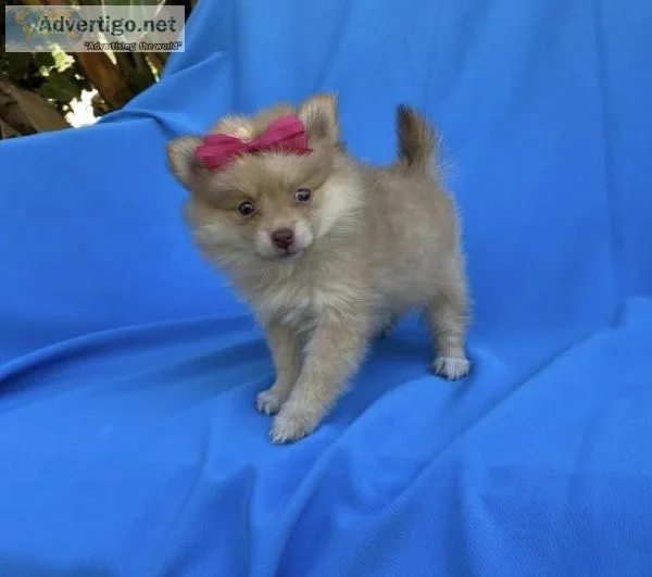 Pomeranian Puppies