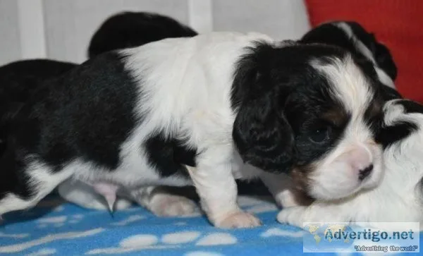 Stunning Cavalier King Charles Spaniel puppy s