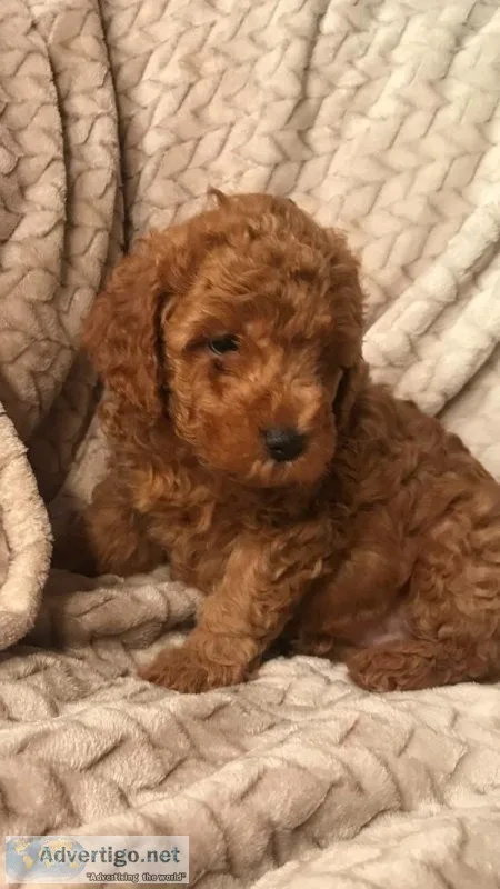 Red Toy Poodle