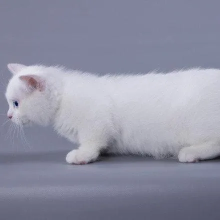 Munchkin shorthair kitties for sale