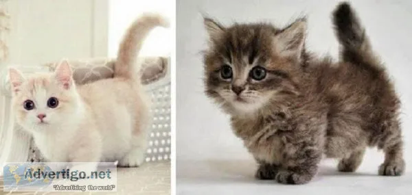 gorgeous Munchkin kittens