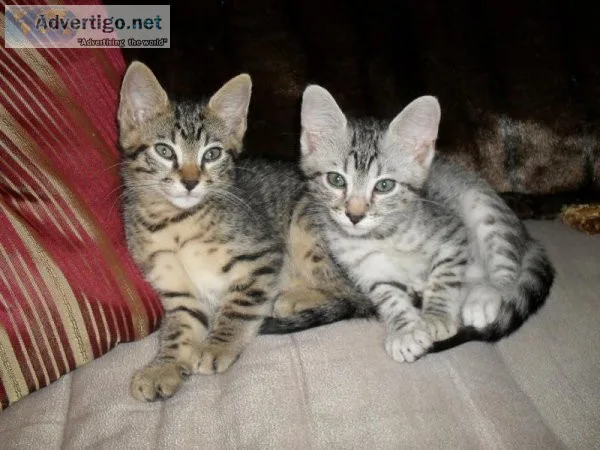 Adorable Loving Egyptian Mau kittens