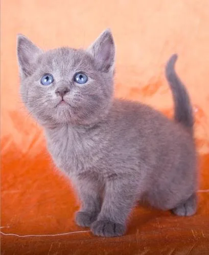 2 Russian Blue kittens