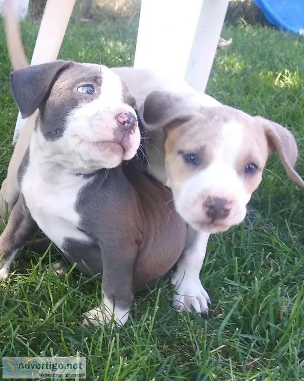 Pitbull puppies tri-cities WA