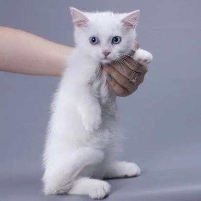 Munchkin shorthair kitties for sale