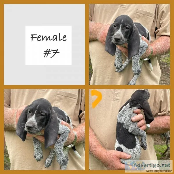 Bluetick Coonhound Pups