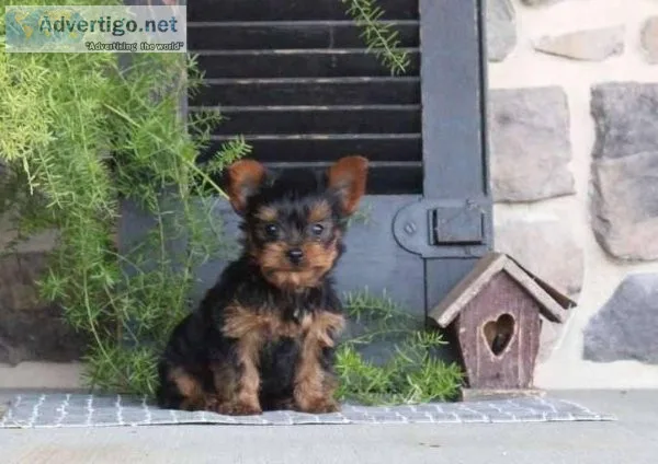 yorkie