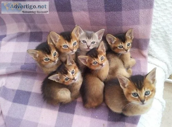 Abyssinian kittens boys and girls in litter