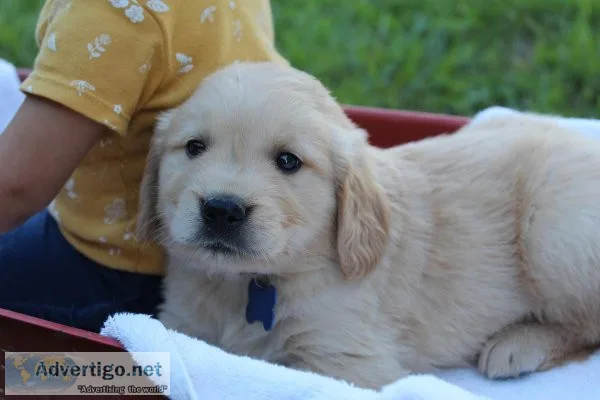 Golden Retriever puppies