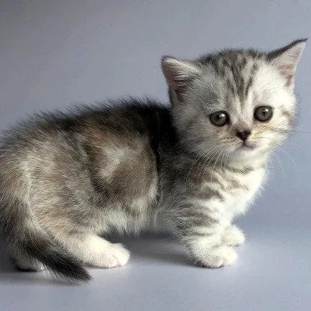 Munchkin shorthair kitties for sale