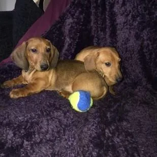 Dachshund puppies Health Certificate