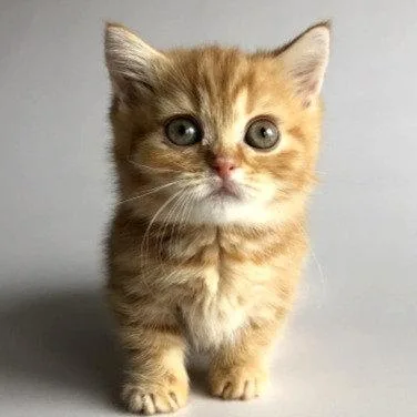Munchkin shorthair kitties for sale