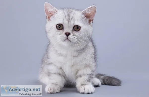 Munchkin shorthair kitties for sale