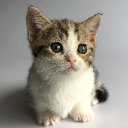 Munchkin shorthair kitties for sale