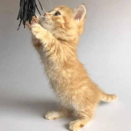 Munchkin shorthair kitties for sale