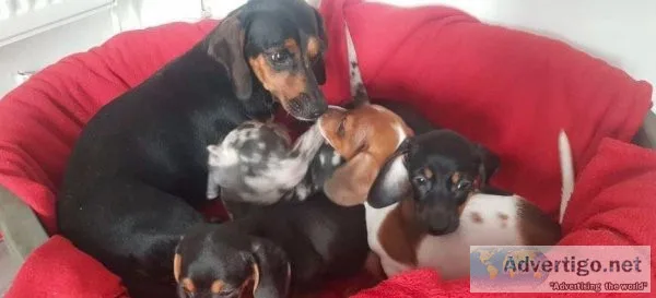 Beautiful dashchand puppies
