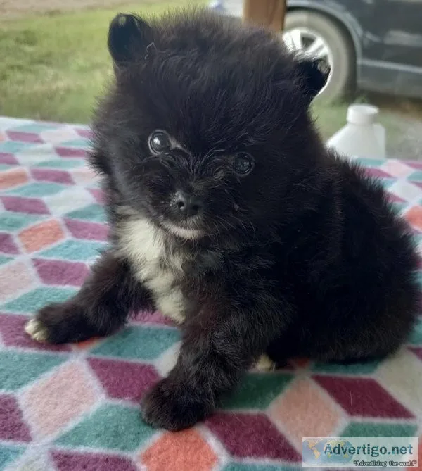 Handsome AKC Male Puppy