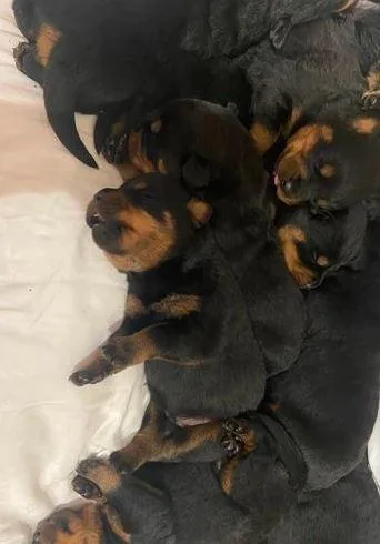 Kc registered Rottweilerschampion blood lines
