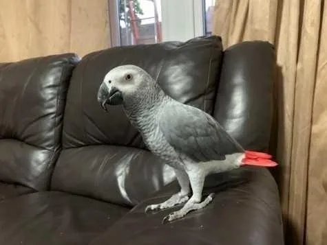 Handreared African grey parrot