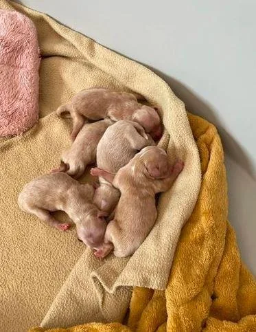 Beautiful maltipoo pups for sale