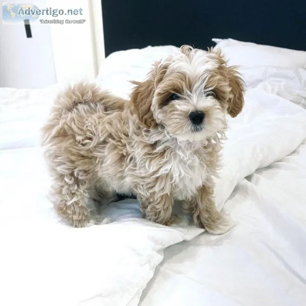 Cute Maltipoo Puppies for Re-Homing