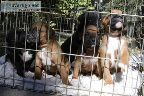 AKC boxer puppies