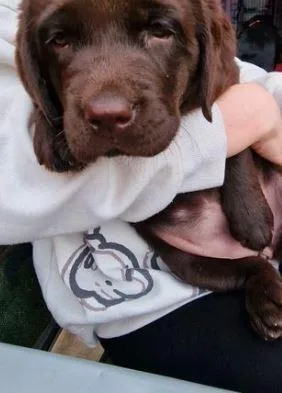 chunky show type labrador puppies