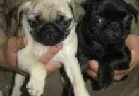 KC Pug Puppies