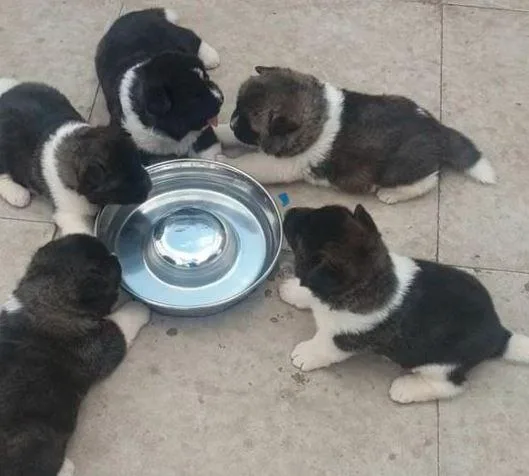 AMERICAN AKITA CHUNKEY PUPPIES FOR SALE