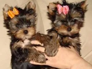 Affectionate and Affordable yorkie Puppies