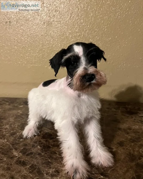 Mini schnauzers