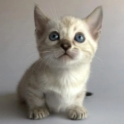 Munchkin shorthair kitties for sale