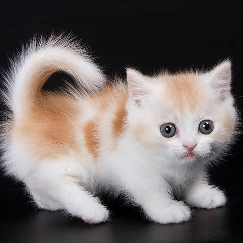Munchkin shorthair kitties for sale