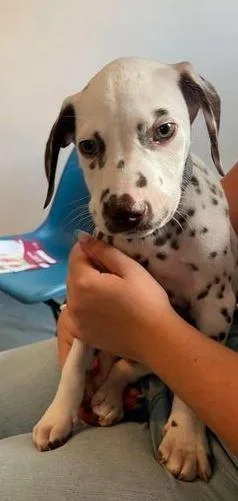 Dalmatian puppies ready to leave now