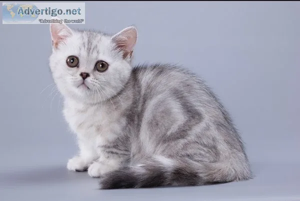 Munchkin shorthair kitties for sale