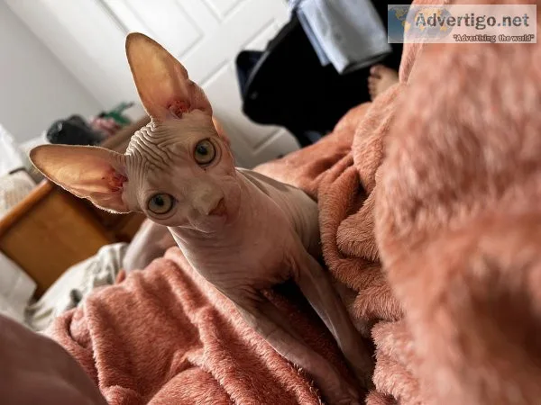 Sphynx kitten for sale