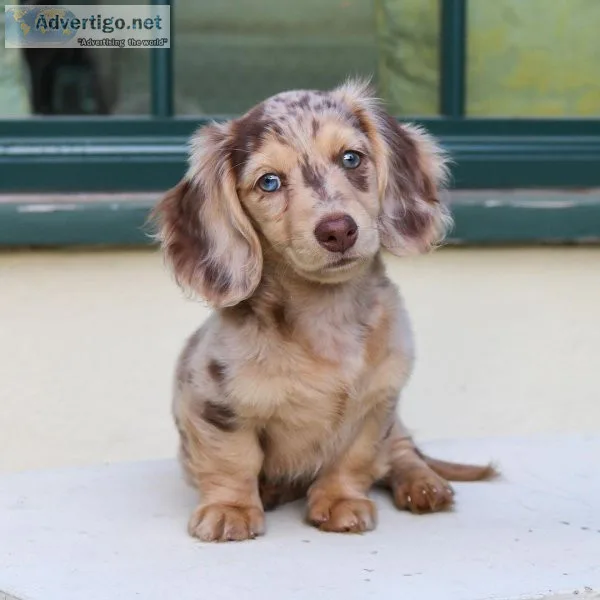 AKC Dachshunds  Puppies