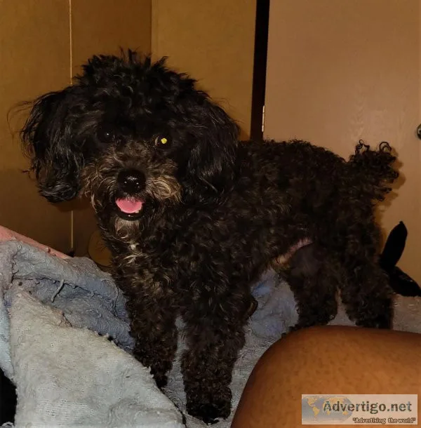 Blue toy poodle stud