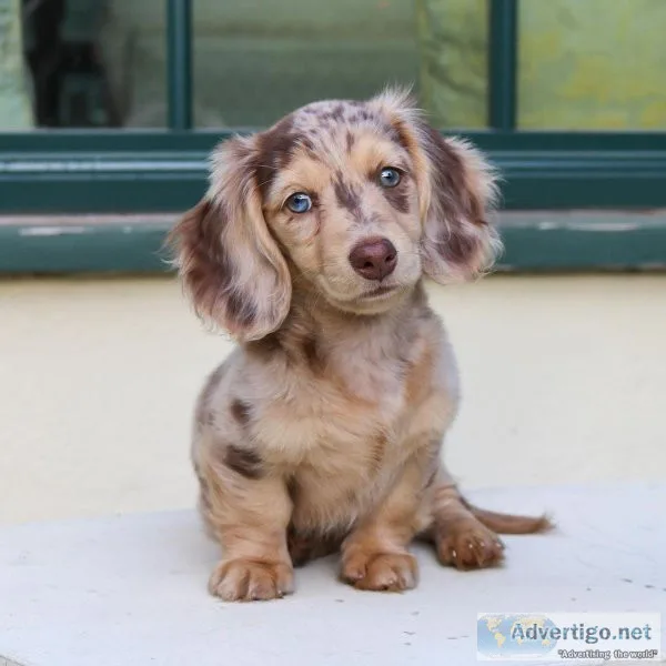 Dachshunds  puppies