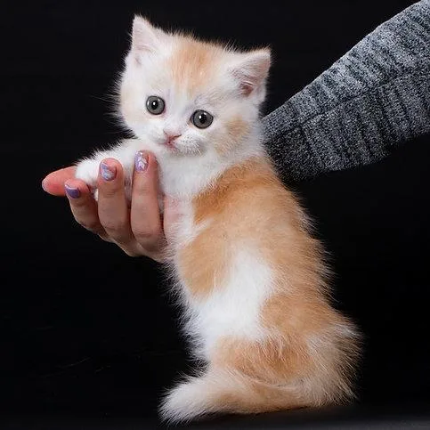 Munchkin shorthair kitties for sale