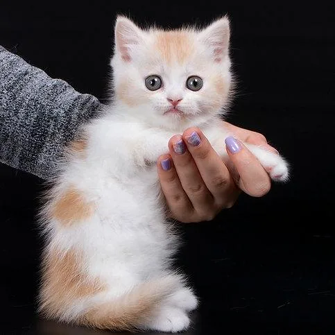 Munchkin shorthair kitties for sale