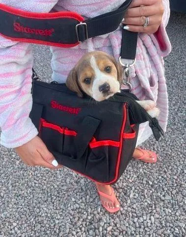 Baby Beagle puppies 11 weeks 2 days old
