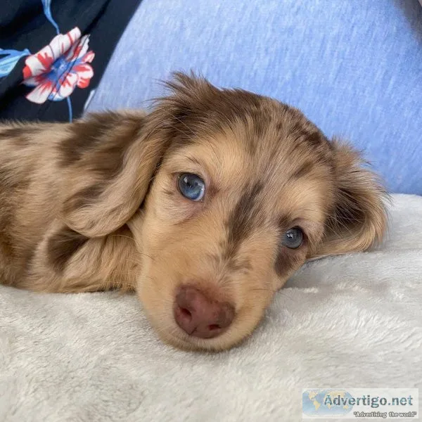 AKC Dachshunds  PUPPIES