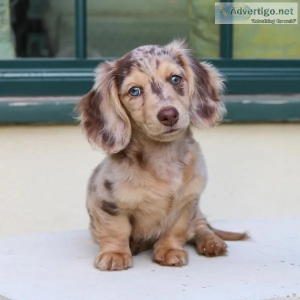 Dachshunds puppies for sale