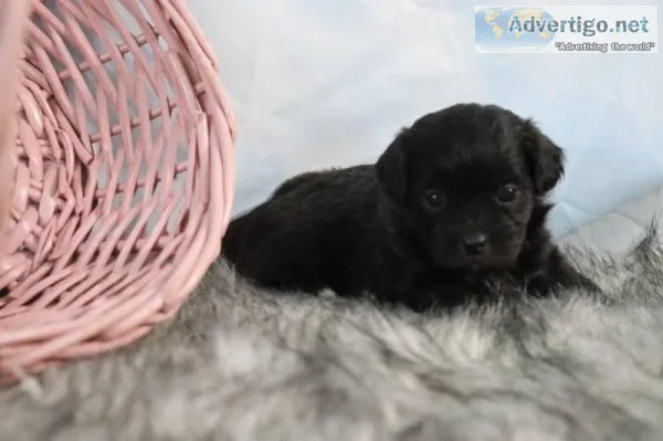 Sierra Female Shihpoo