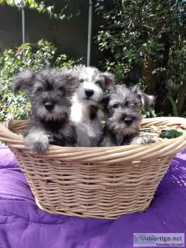 Miniature Schnauzer Puppies