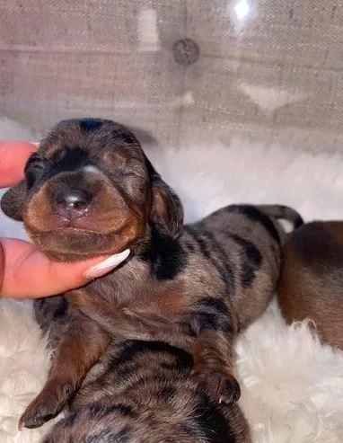 mini dauschunds puppies